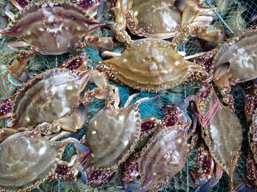 批发鲜活红膏梭子蟹5两左右每只精品一级海蟹海产品水产品海鲜